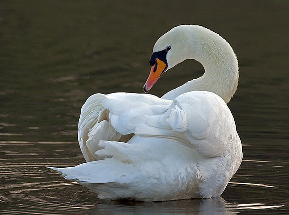 Mute Swan