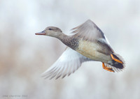 Gadwall (7322)