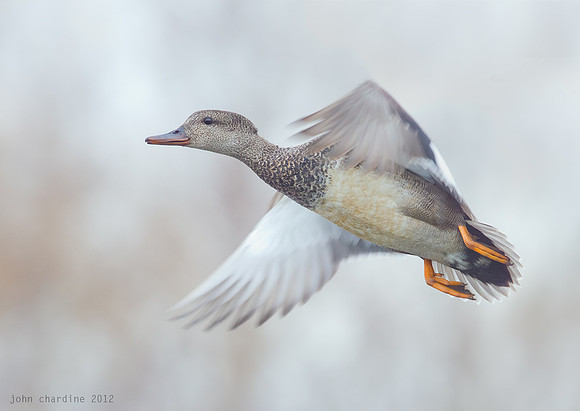 Gadwall (7322)