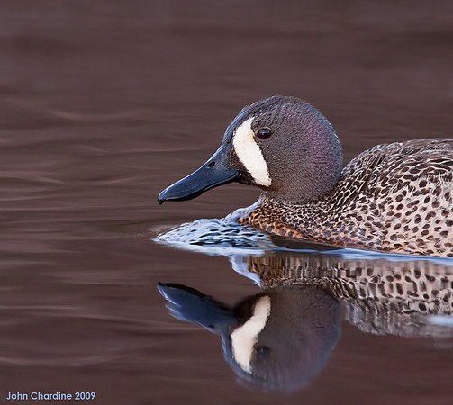 Blue-winged Teal (8119)