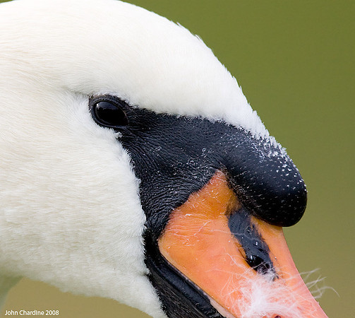 Mute Swan (3359)