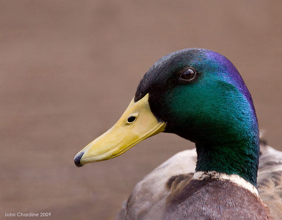 Mallard (9310)