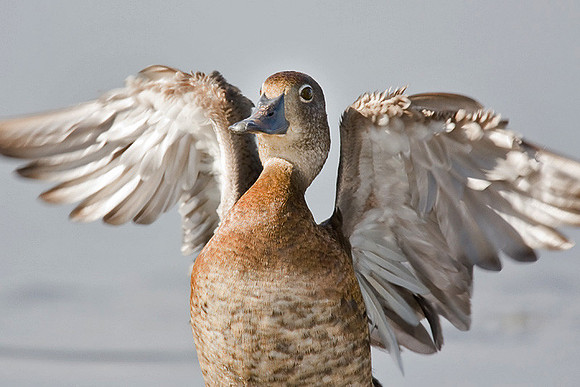 Ring-necked Duck (3408)