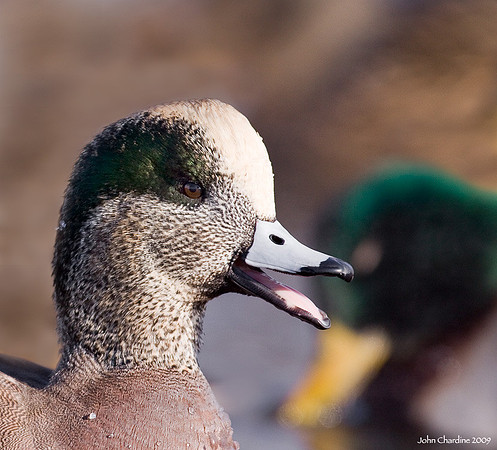 American Wigeon (4886)