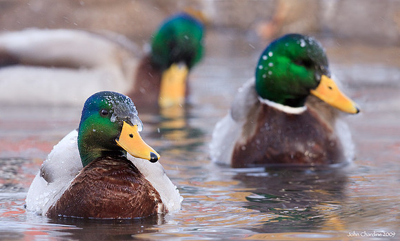 Mallard (5380)