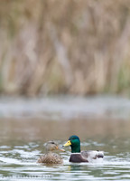 Mallard (0639)