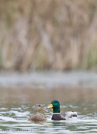 Mallard (0639)