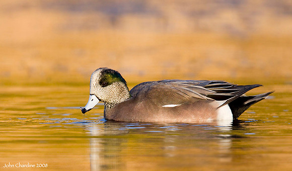 American Wigeon (1283)