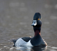 Ring-necked Duck (8239)
