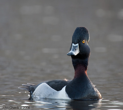 Ring-necked Duck (8239)