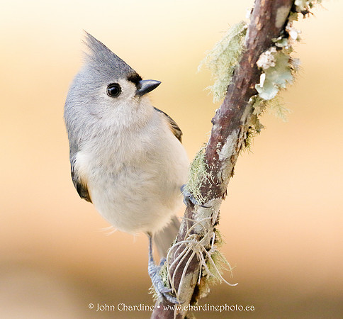 Tufted Titmouse 3440