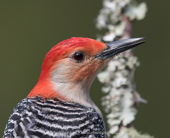 Red-bellied Woodpecker 5345