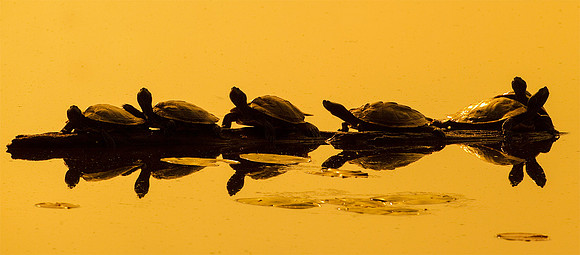 20110521_093826_Mud_Turtle_1479