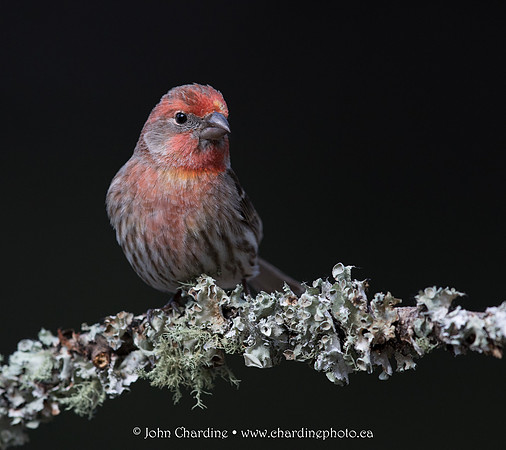 House Finch 5368