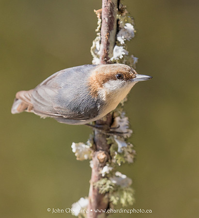 Brown-headed Nuthatch 4061