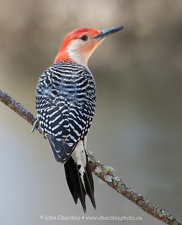 Red-bellied Woodpecker 3757