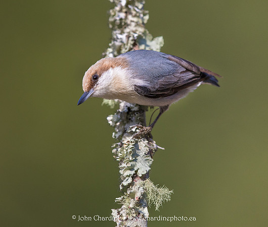 Brown-headed Nuthatch 5256