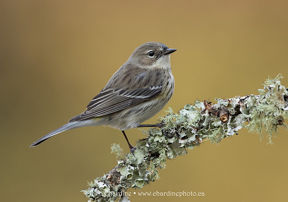 Yellow-Rumped Warbler 4985