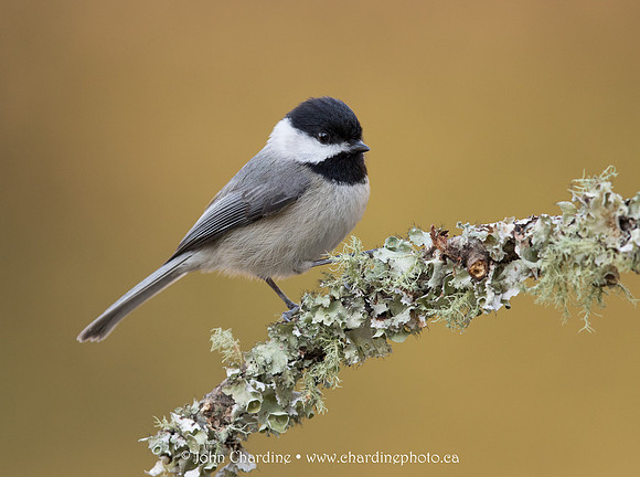 Carolina Chickadee 5006
