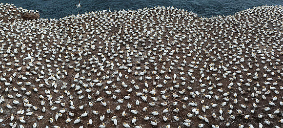 Bonaventure Northern Gannet pano
