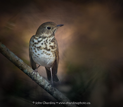 Hermit Thrush 8282