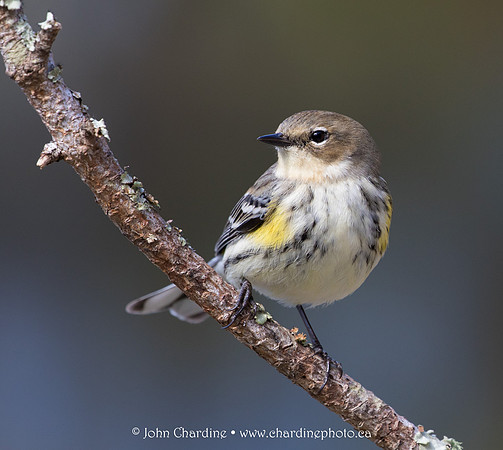 Yellow-Rumped Warbler 3377