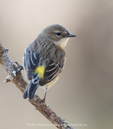 Yellow-Rumped Warbler 3900