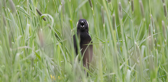 20100529_135425_BOBO_9154