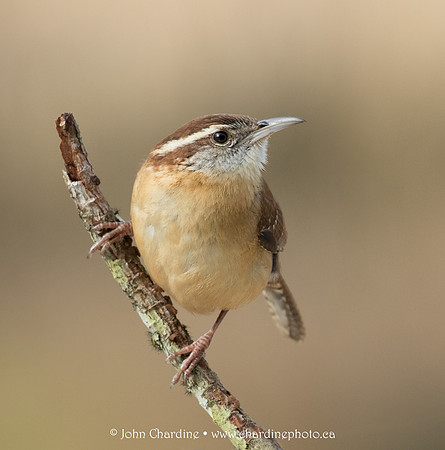 Carolina Wren 0459