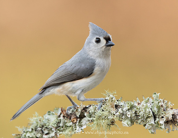 Tufted Titmouse 4930