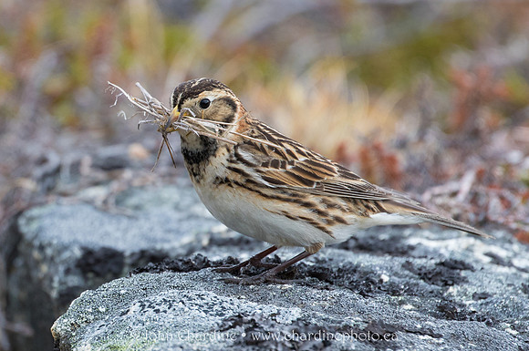 Lapland Longspur 3139