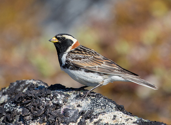 Lapland Longspur 3860