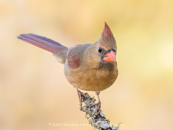 Northern Cardinal (female) 1675
