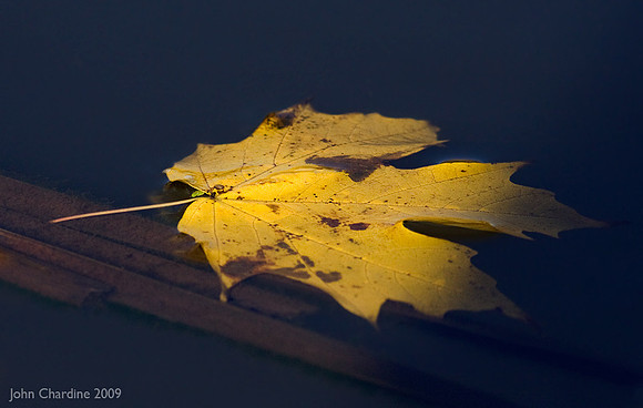 Maple_0071