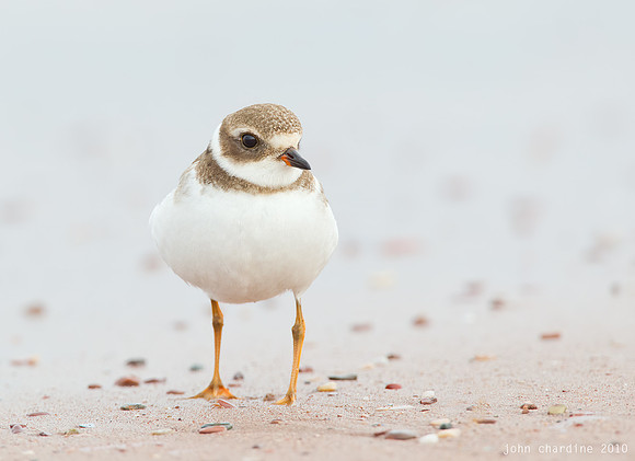 Semipalmated Plover (0504)