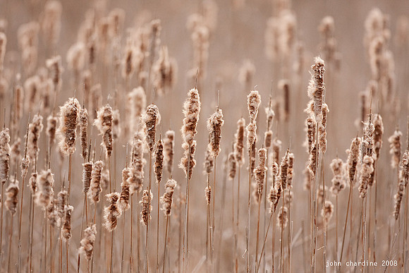 20080418_Cattail_4003