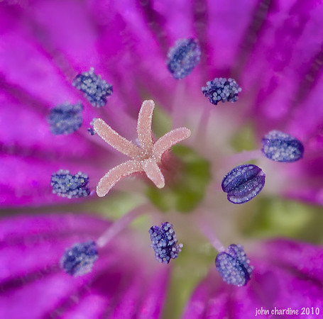 20100918_Geranium_small_0281