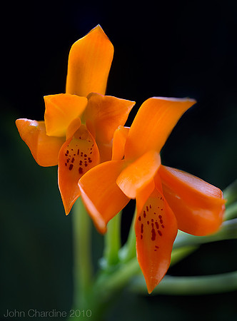 Orange_orchid_4619