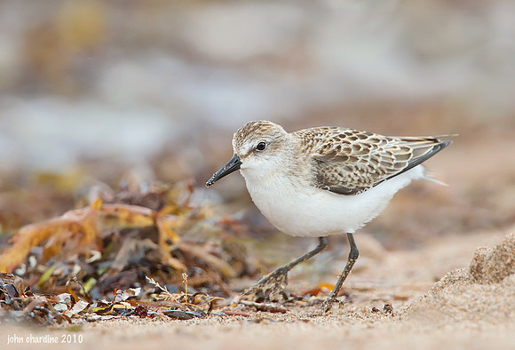 Semipalmated Sandpiper (9117)