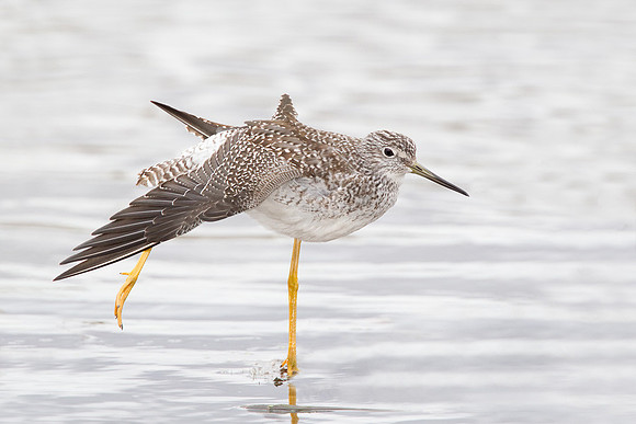 Greater Yellowlegs