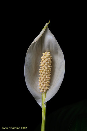 Spathe_9781