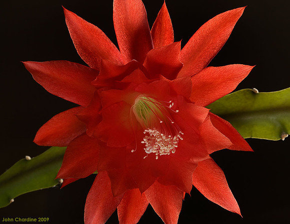 Epiphylum_0289_no_web