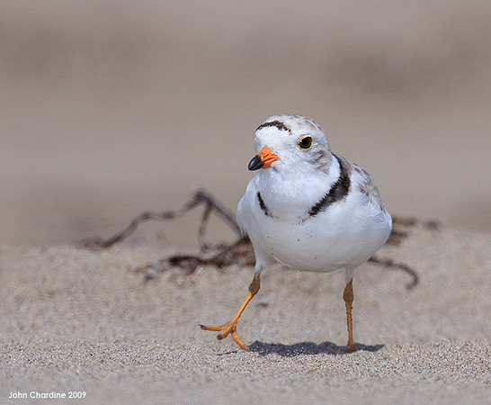 Piping Plover (6373)