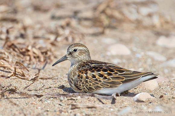 Least Sandpiper (3171)