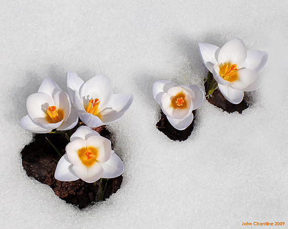 crocus_9533