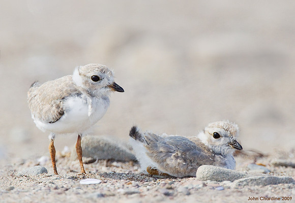 Piping Plover (7902)