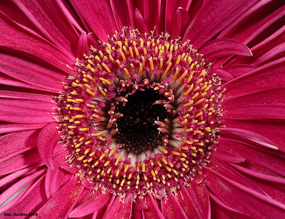 Gerbera_7137