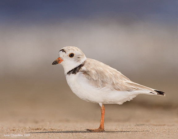 Piping Plover (6332)