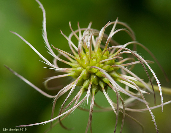 20101003_Clametis_seed_4006