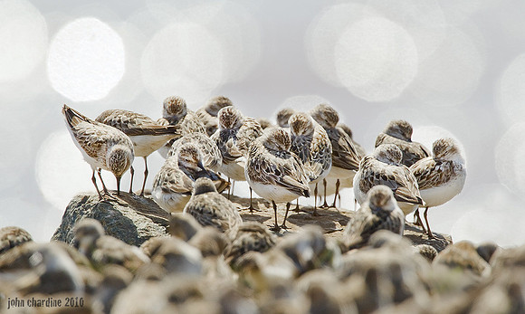 Semipalmated Sandpiper (1358)